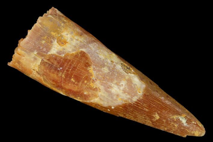 Fossil Pterosaur (Siroccopteryx) Tooth - Morocco #167125